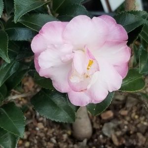 Meet your Posher, Joy